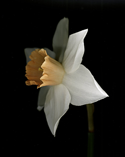 Narcissus Chromacolor 2005