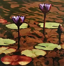 Water Lilies #1 by George Tuton