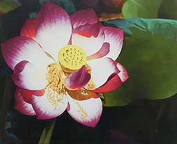 Lotus by George Tuton